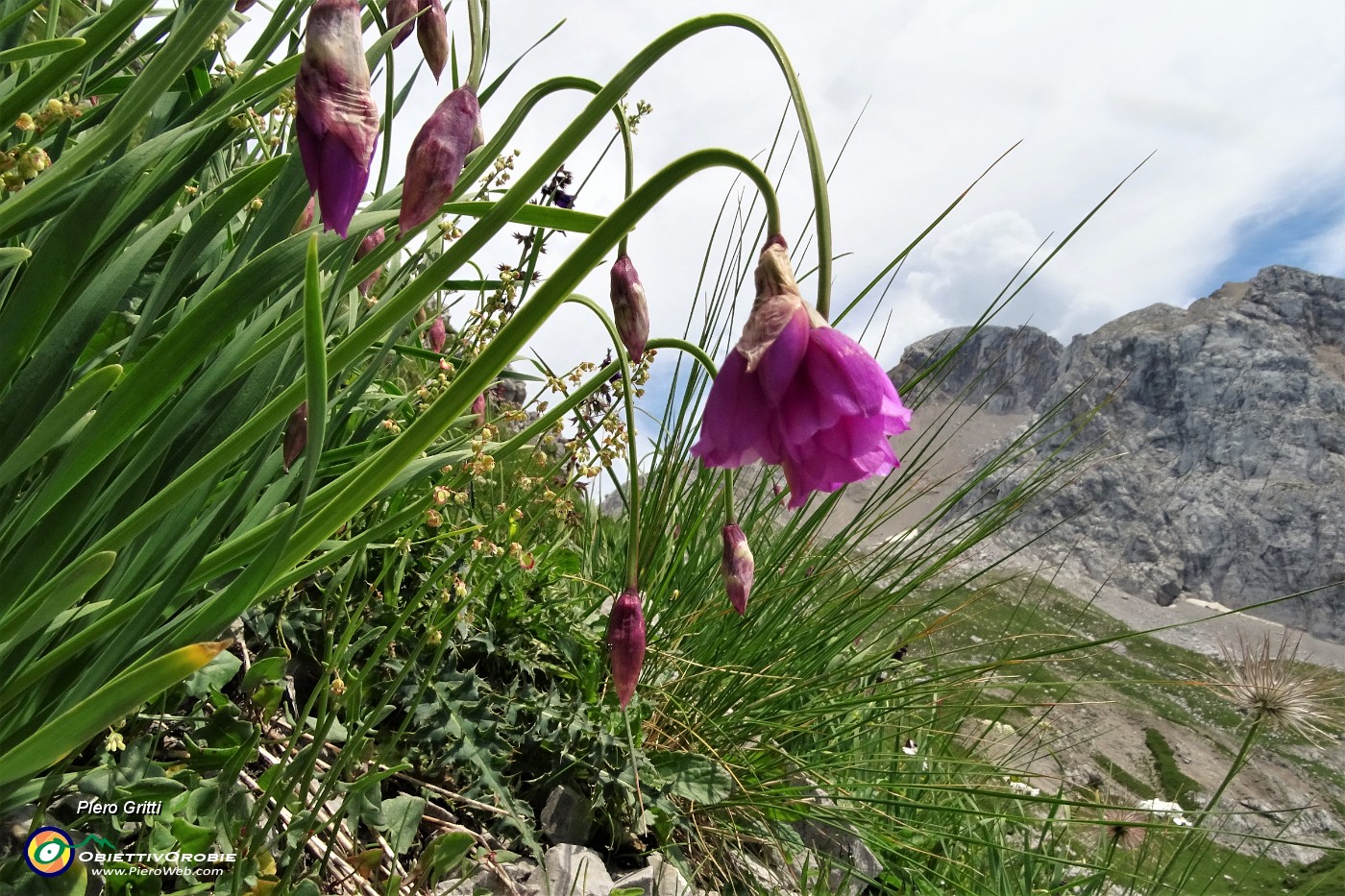 59 Aglio d'Insubria con vista in nord Arera.JPG